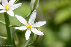Ornithogalum pyramidale