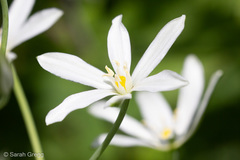Ornithogalum pyramidale