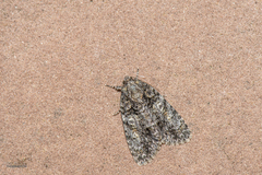 Acronicta tristis