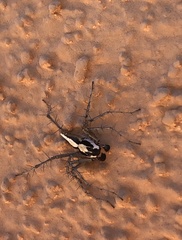 Oxyopes tridens