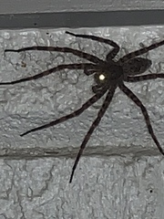 Dolomedes scriptus