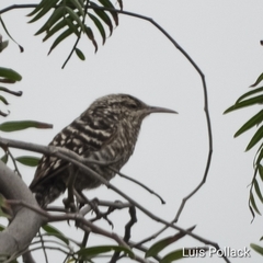 Campylorhynchus fasciatus