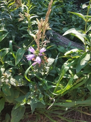 Campanula glomerata