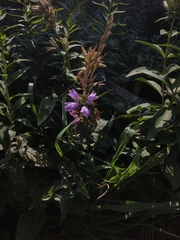 Campanula glomerata