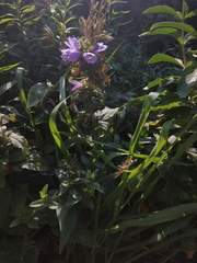 Campanula glomerata