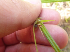 Scleria ciliata