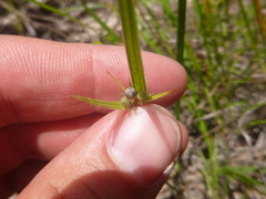Scleria ciliata