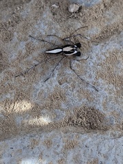 Oxyopes tridens