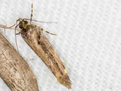 Macrobathra nephelomorpha