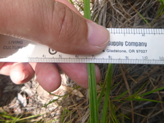 Scleria ciliata