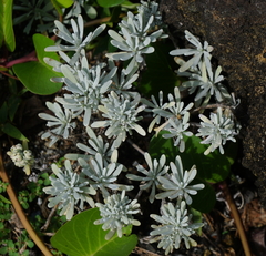 Crossostephium chinense