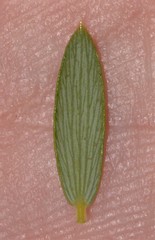 Monotoca elliptica