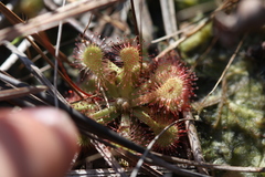 Drosera