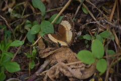Junonia terea