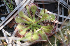 Drosera