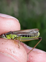Pseudochorthippus montanus
