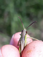 Pseudochorthippus montanus