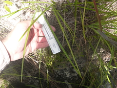 Scleria ciliata