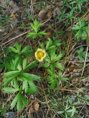 Pulsatilla patens
