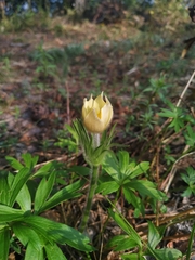 Pulsatilla patens