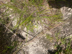 Scleria ciliata