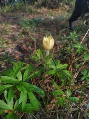 Pulsatilla patens