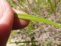 Scleria ciliata