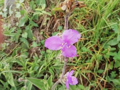 Tradescantia crassifolia