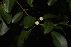 Acronychia littoralis