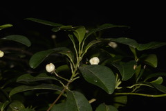 Acronychia littoralis
