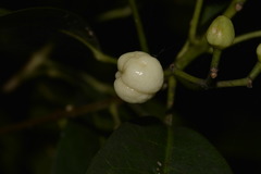 Acronychia littoralis