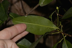 Acronychia littoralis