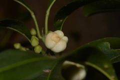 Acronychia littoralis