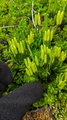 Diphasiastrum sitchense