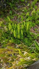 Diphasiastrum sitchense