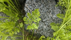 Cryptogramma cascadensis