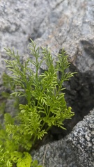 Cryptogramma cascadensis