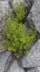 Cryptogramma cascadensis