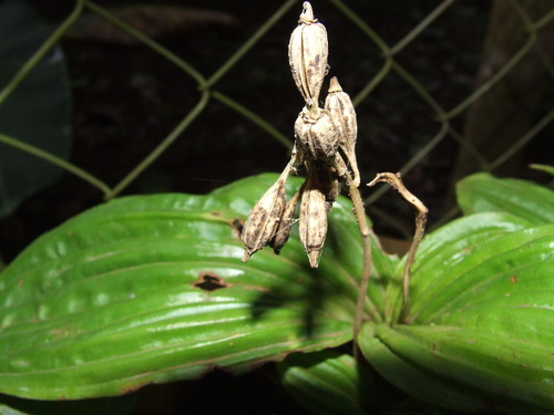 pantropical widelip orchid (Liparis elata)