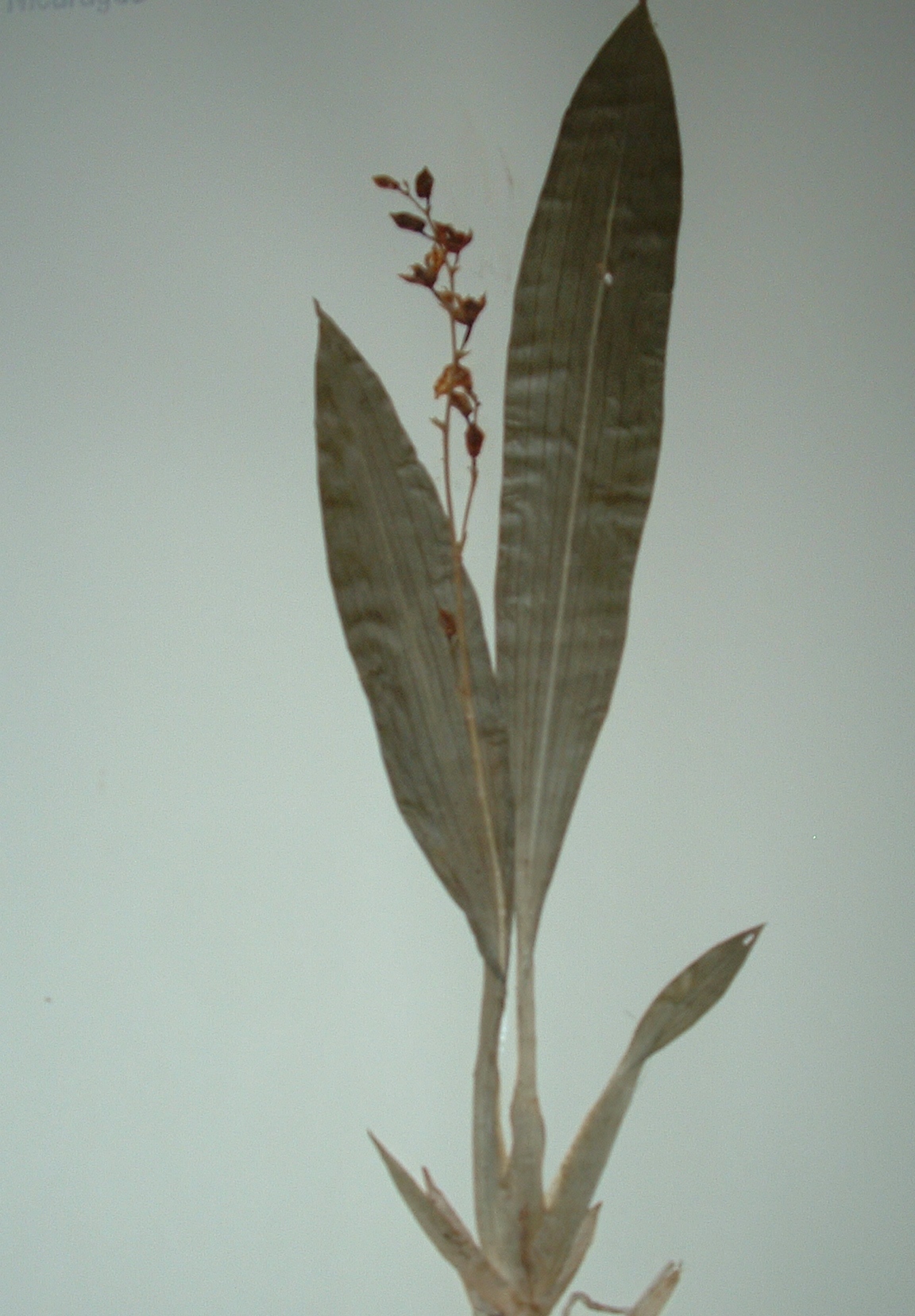 Brassia endresii (Kraenzl.) M.H.J.van der Meer 4