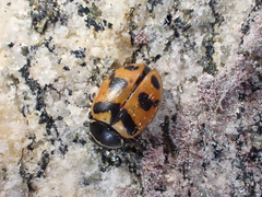 Hippodamia oregonensis