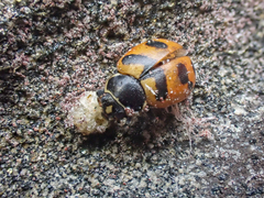 Hippodamia oregonensis