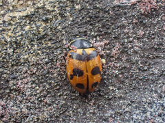 Hippodamia oregonensis