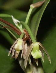 Scaphyglottis fasciculata