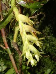 Epidendrum strobiliferum
