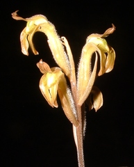 Sarcoglottis acaulis