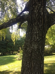 Angiospermae