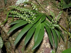 Ornithocephalus bicornis