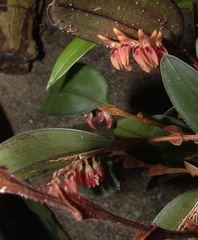 Trichosalpinx blaisdellii