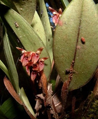 Trichosalpinx blaisdellii